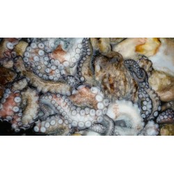 PULPO FRESCO 1-1.5KG/Pieza