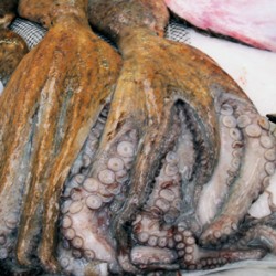 PULPO FRESCO +3KG/Pieza